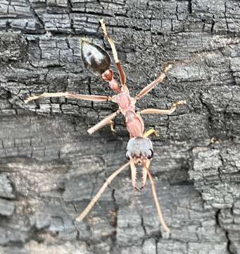 Image of Myrmecia analis Mayr 1862