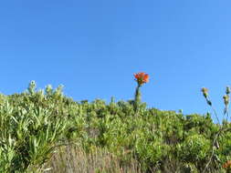 Image of Erica grandiflora subsp. grandiflora