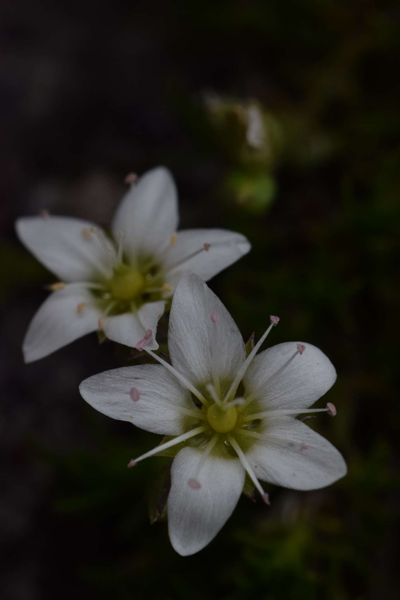 Image of Minuartia recurva (All.) Schinz & Thell.