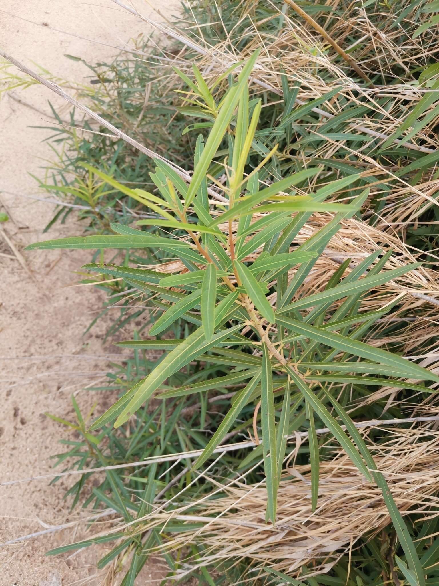 Image of Willow-Leaved Water Croton