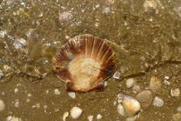 Image of New Zealand scallop