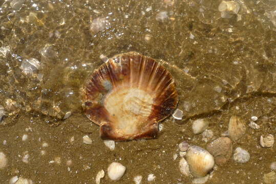 Image of New Zealand scallop