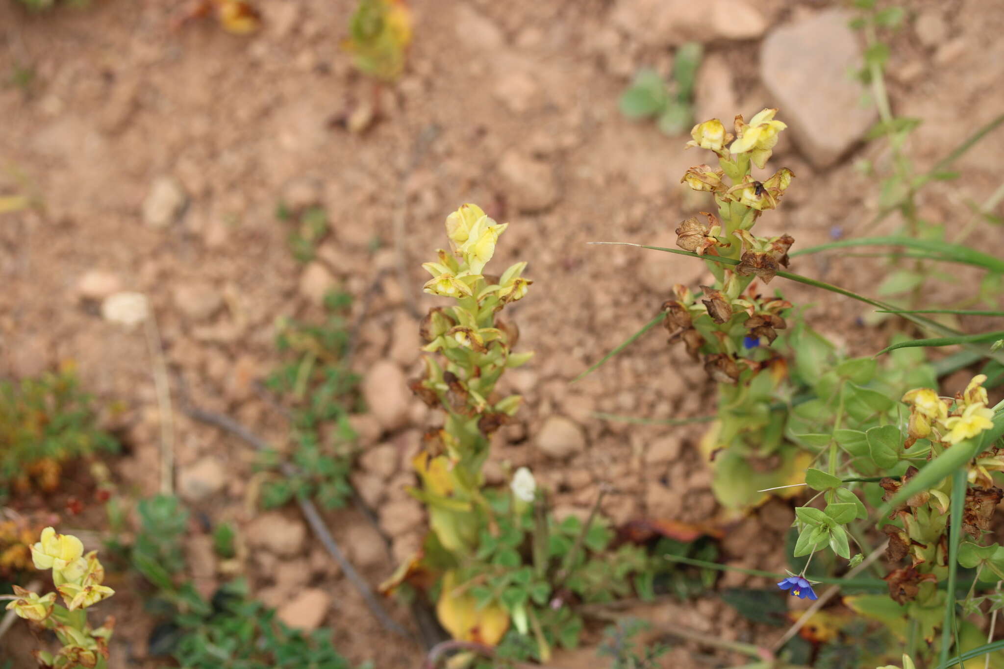 Image of Pterygodium caffrum (L.) Sw.