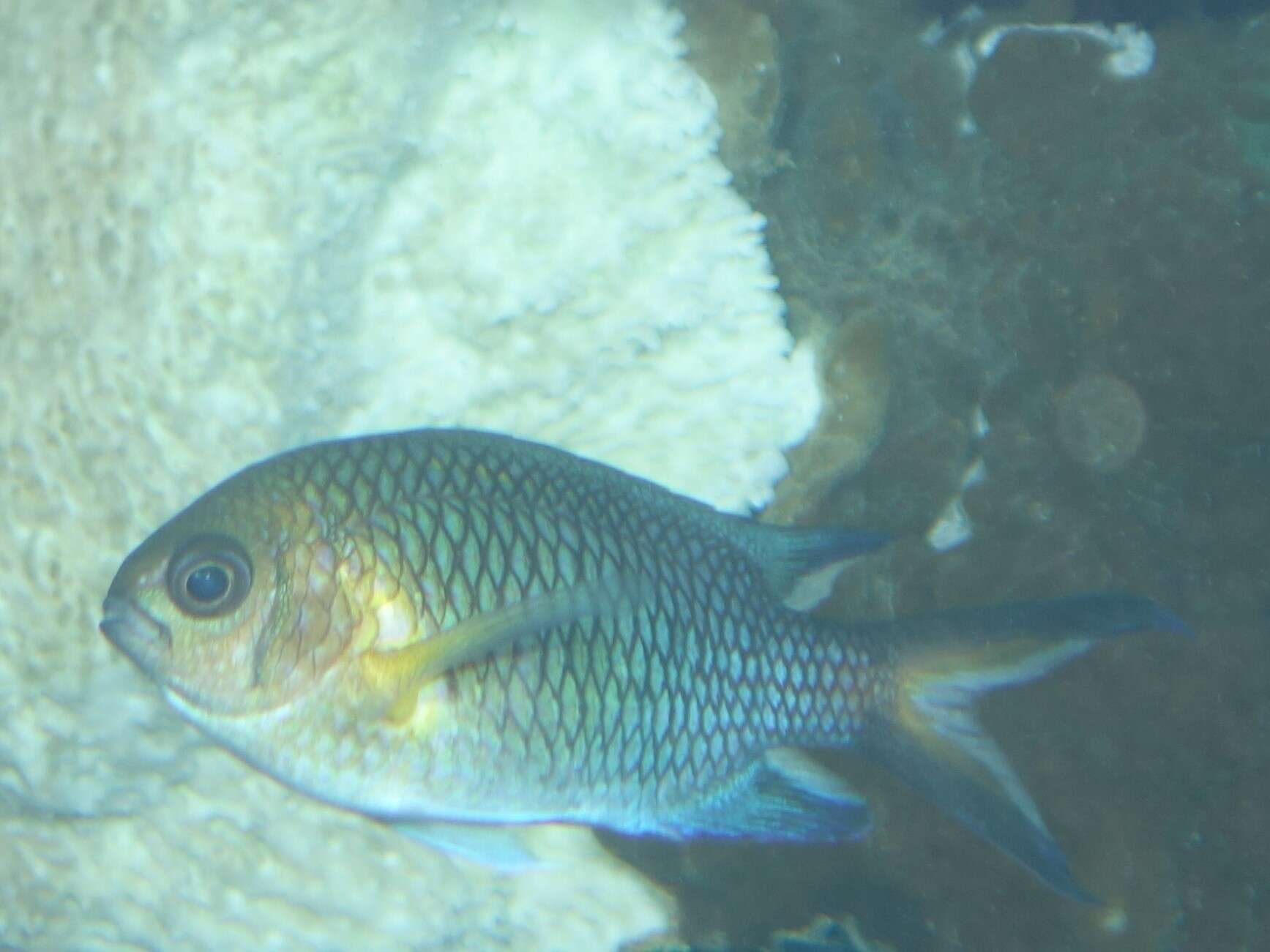 Chromis xanthochira (Bleeker 1851)的圖片