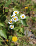 Image of Tanacetum partheniifolium (Willd.) Sch. Bip.