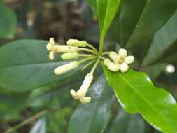 Image of Pittosporum glabratum Lindl.