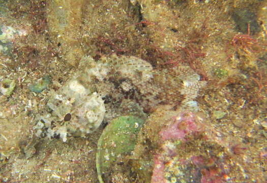 Image of Chained scorpionfish