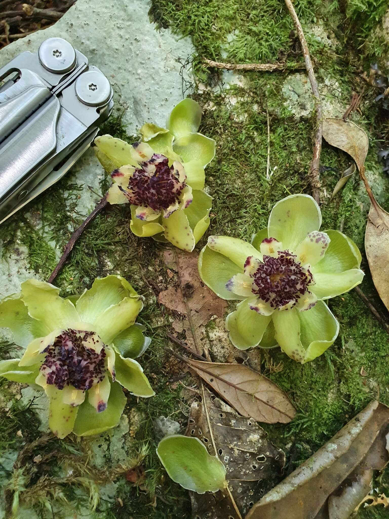 Image of Austrobaileya scandens C. White