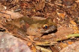 Image de Leptopelis calcaratus (Boulenger 1906)