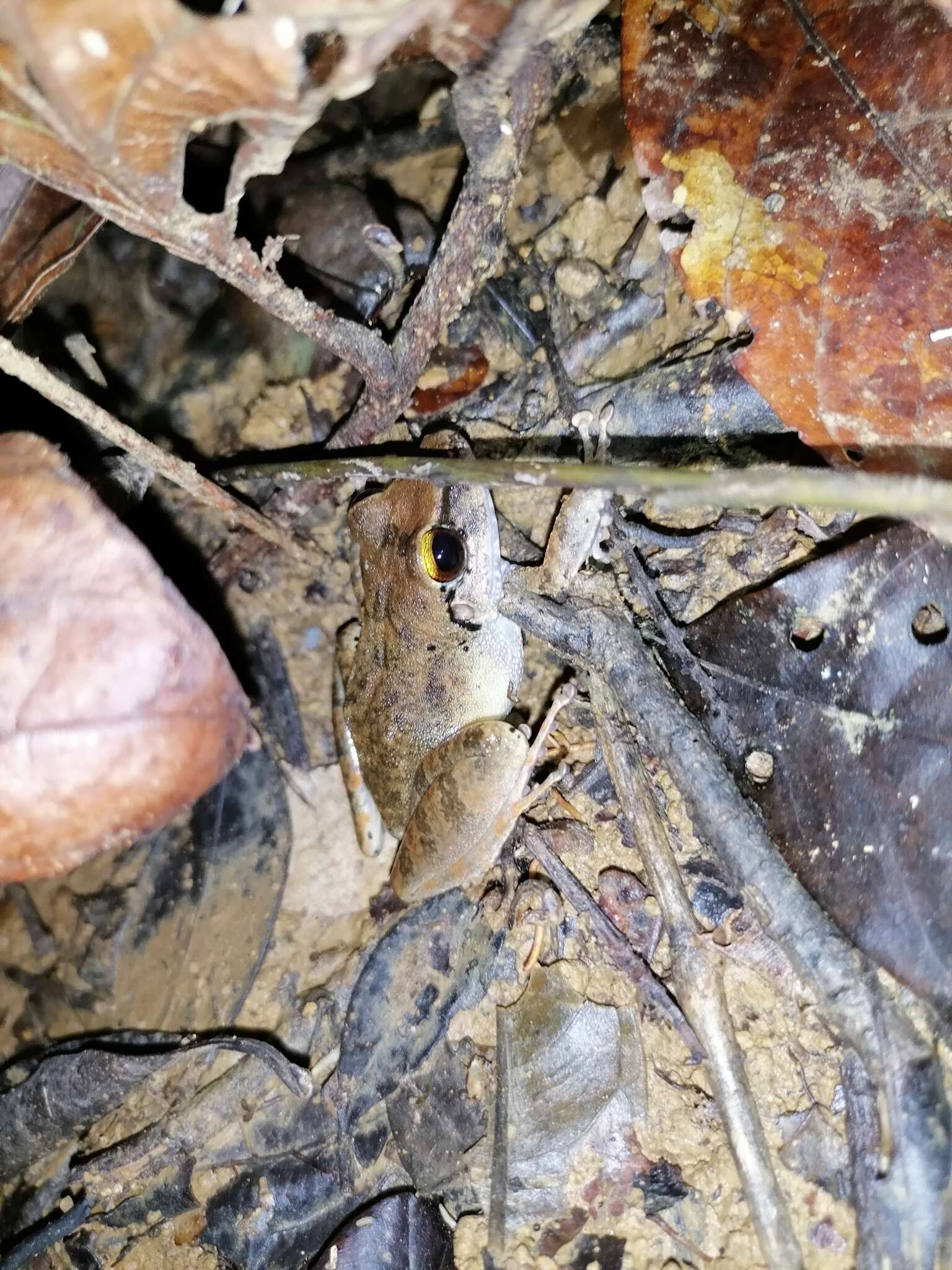 Image of Pristimantis charlottevillensis (Kaiser, Dwyer, Feichtinger & Schmid 1995)