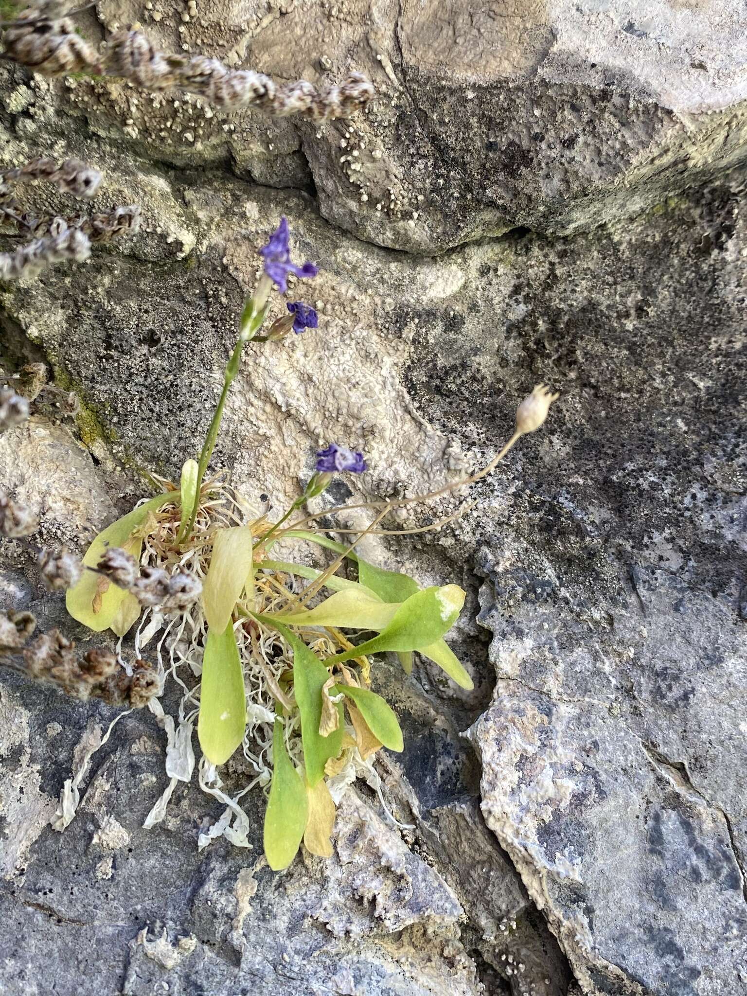 Plancia ëd Primula cusickiana var. maguirei (L. O. Williams) N. H. Holmgren & S. Kelso