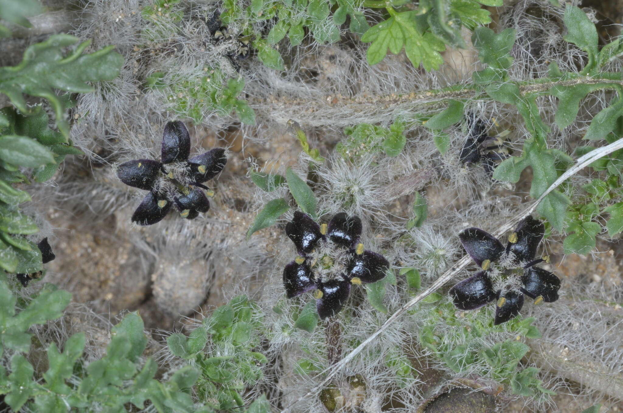 Image of Jaborosa magellanica (Griseb.) P. Dusen