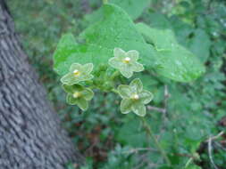 صورة Dictyanthus reticulatus Benth. & Hook. fil. ex Hemsl.