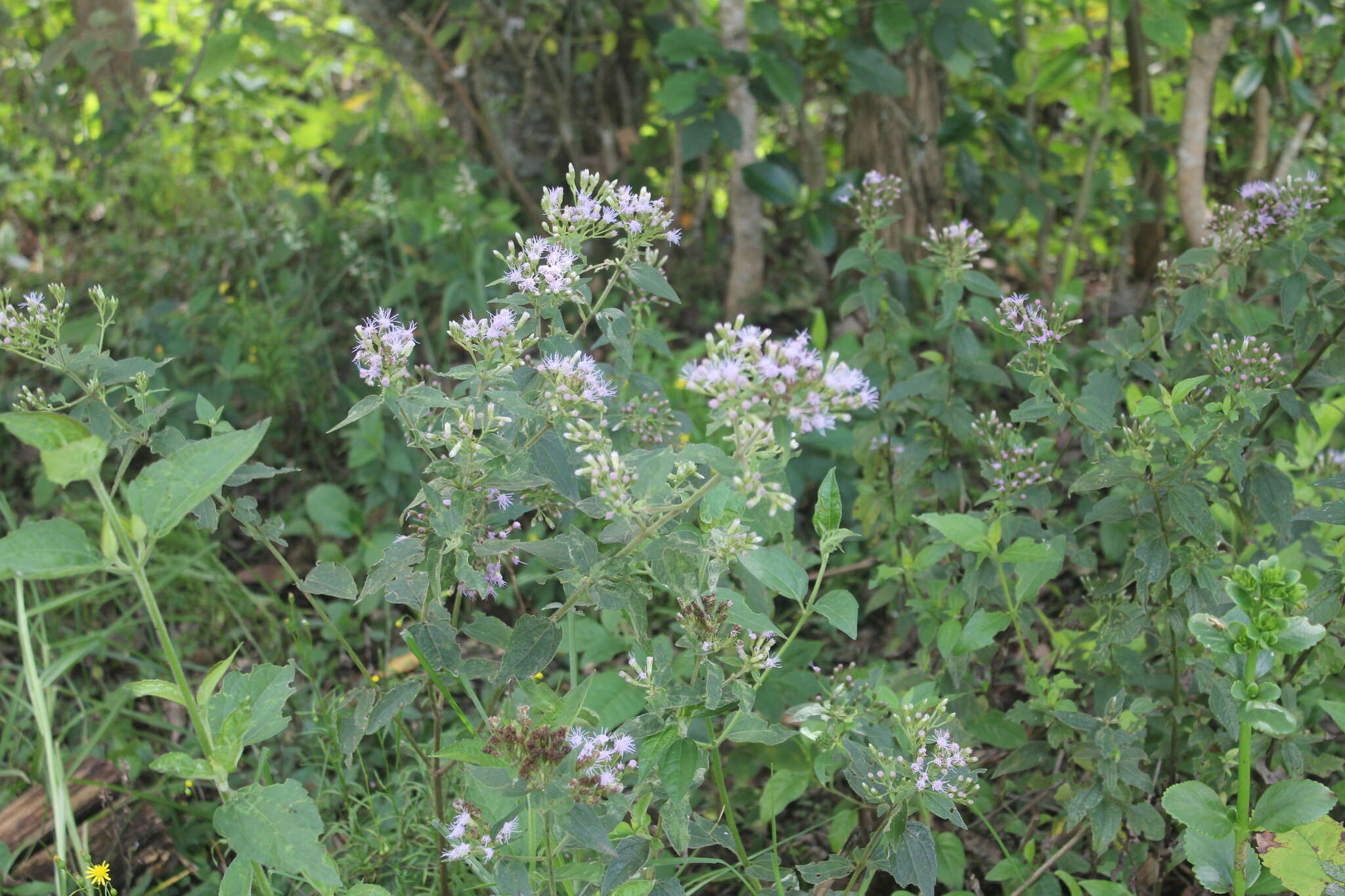 Sivun Chromolaena leivensis (Hieron.) R. King & H. Rob. kuva