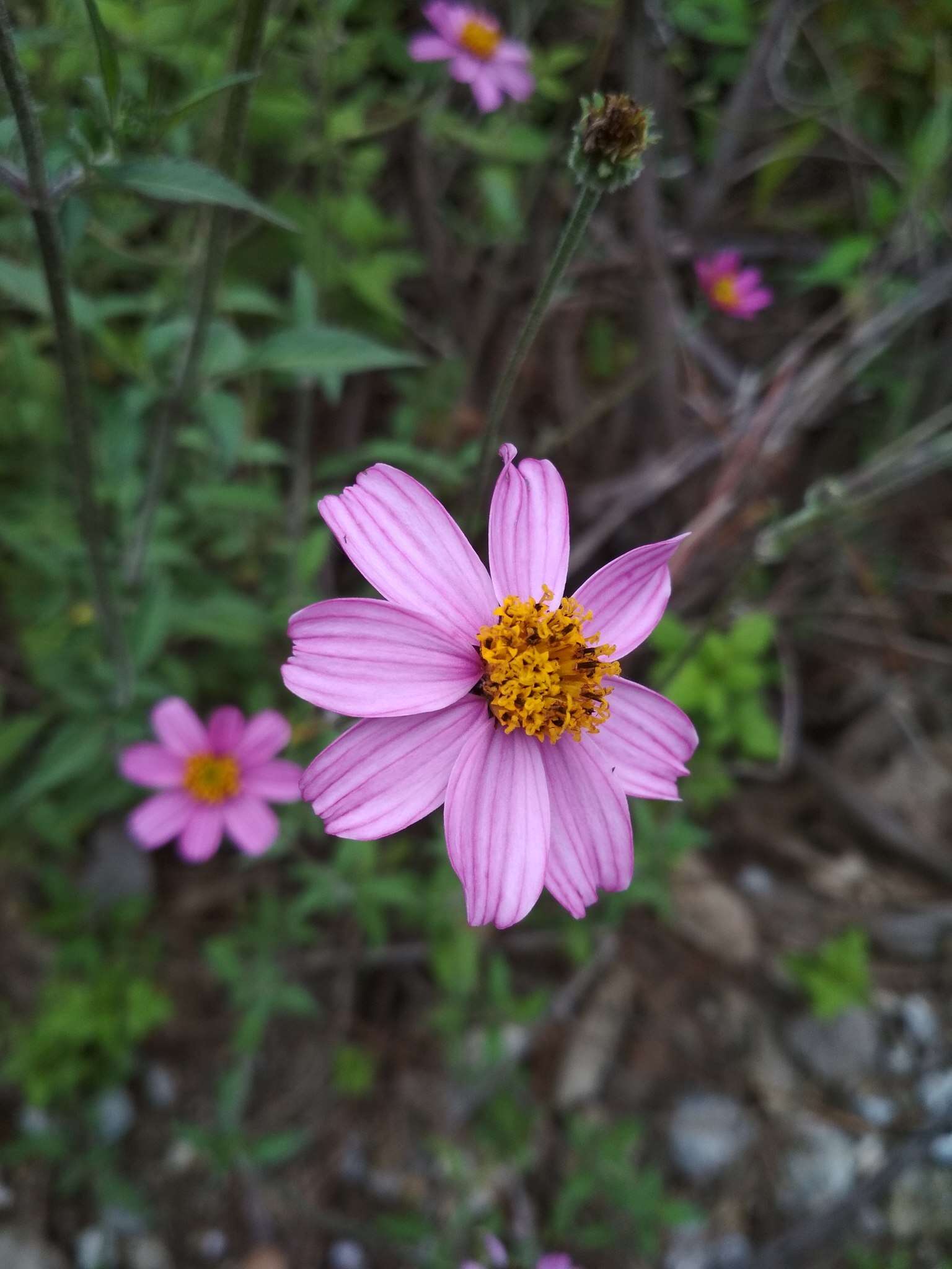 صورة Bidens aequisquama (Fern.) Sherff