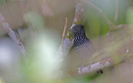 Image of Lined Antshrike