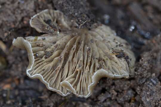 Image of Arrhenia acerosa (Fr.) Kühner 1980