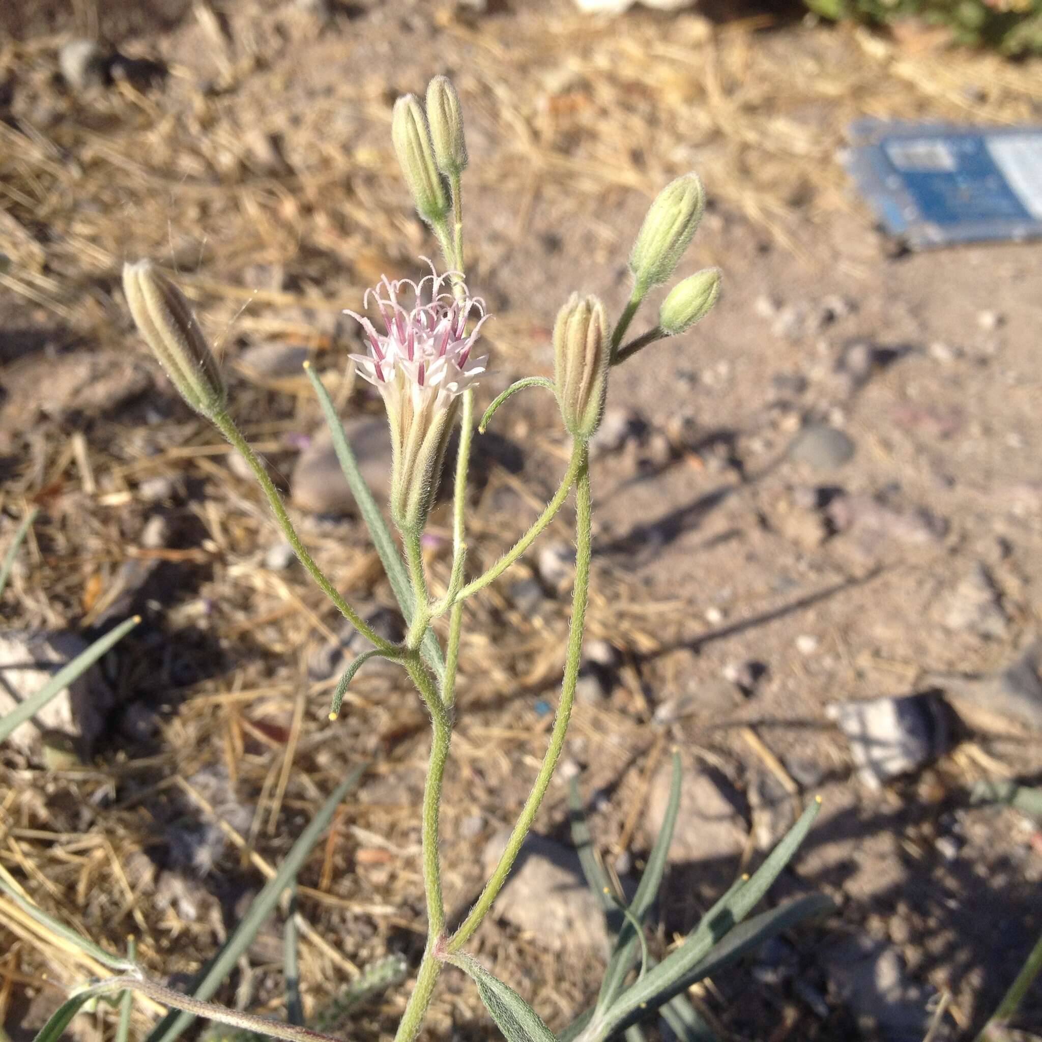 Image of Palafoxia linearis (Cav.) Lag.