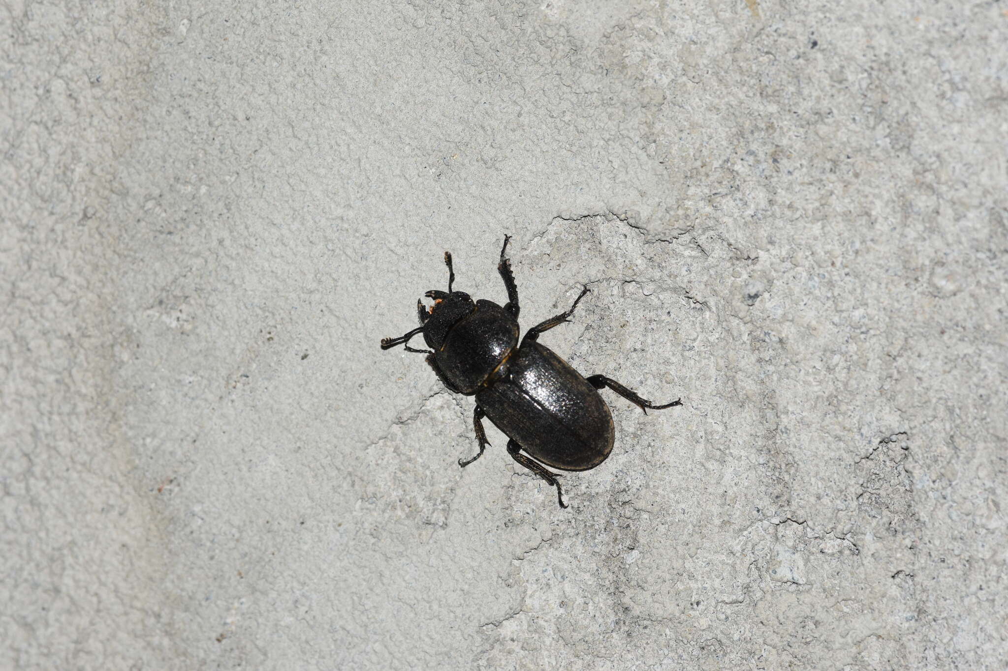 Image of Dorcus parallelipipedus (Linnaeus 1758)