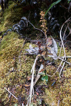 Image of Tetracarpaea tasmanica Hook. fil.