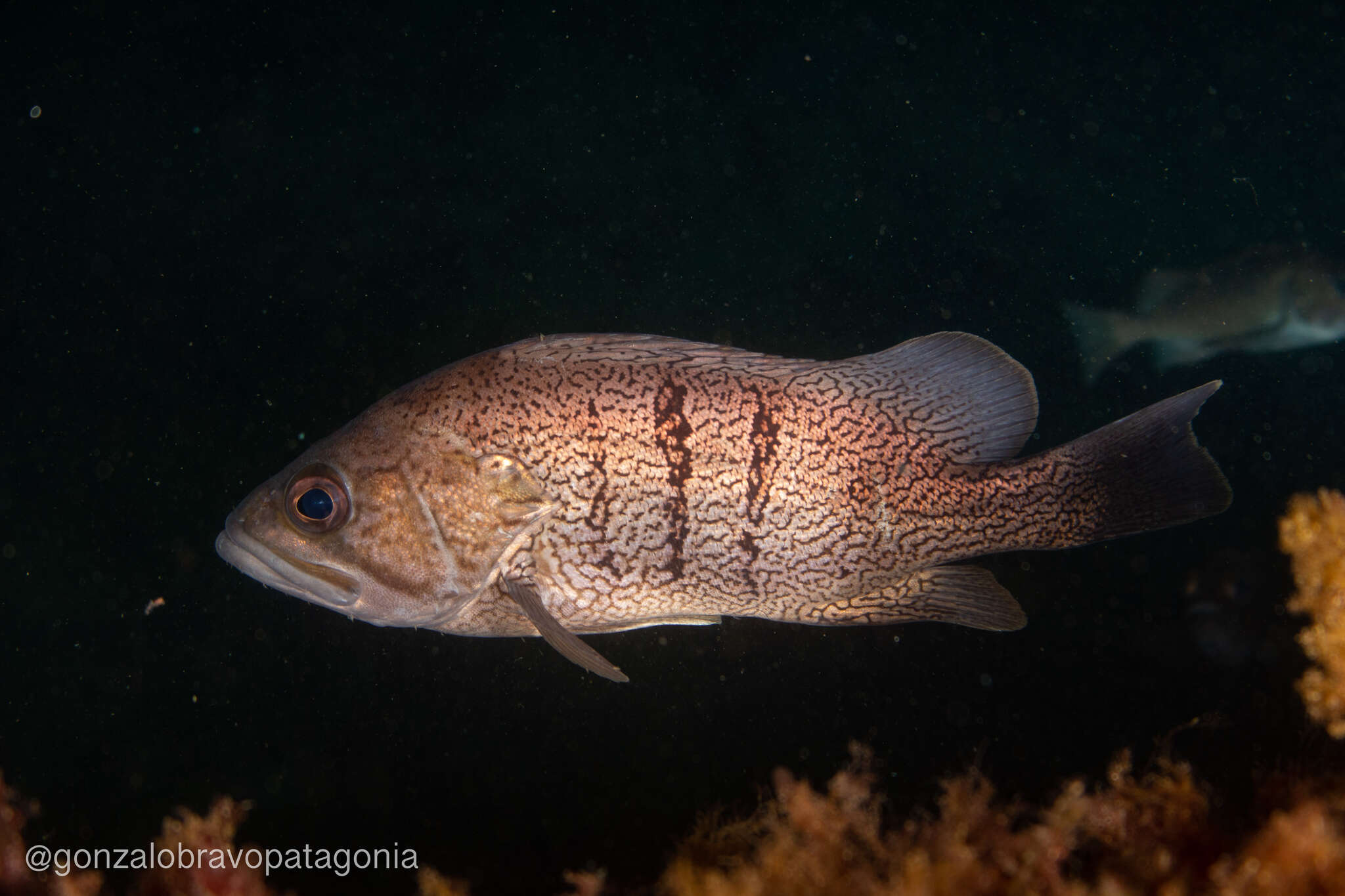 Слика од Acanthistius patachonicus (Jenyns 1840)