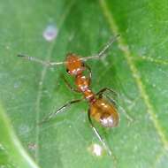 Image of Camponotus dimorphus Emery 1894