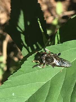 Image of Mallophora bigotii Lynch Arribalzaga 1883