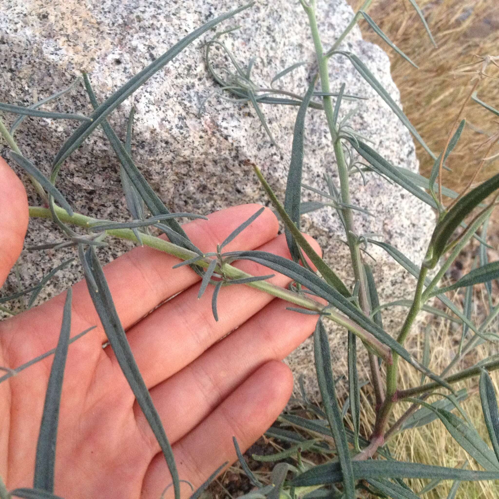 Image of Palafoxia linearis (Cav.) Lag.