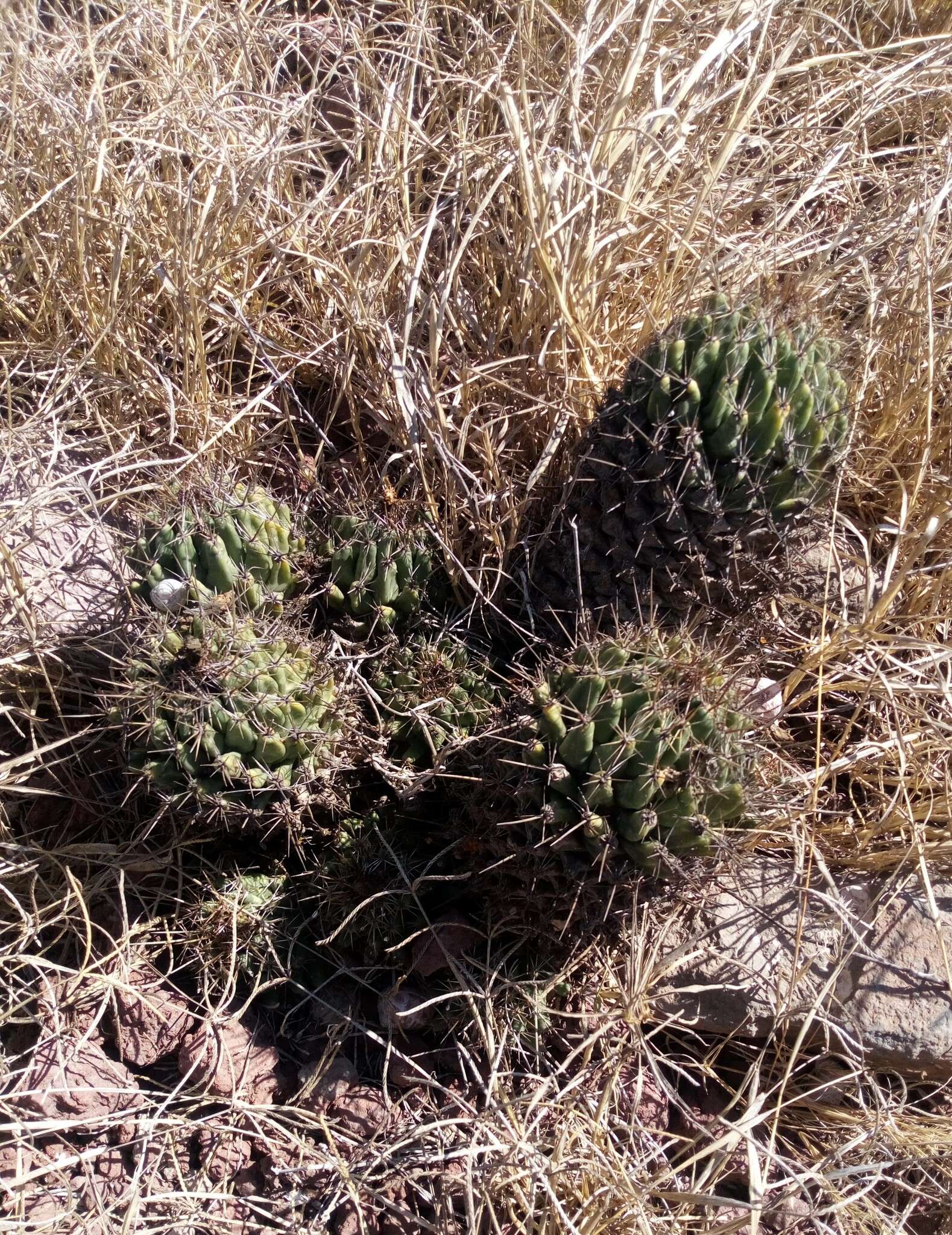 Image of Coryphantha octacantha (DC.) Britton & Rose