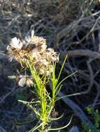 Image of dune ragwort