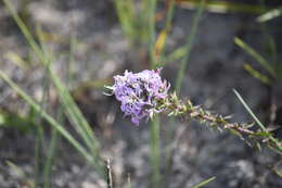 Image de Liatris carizzana (Gaiser) G. L. Nesom