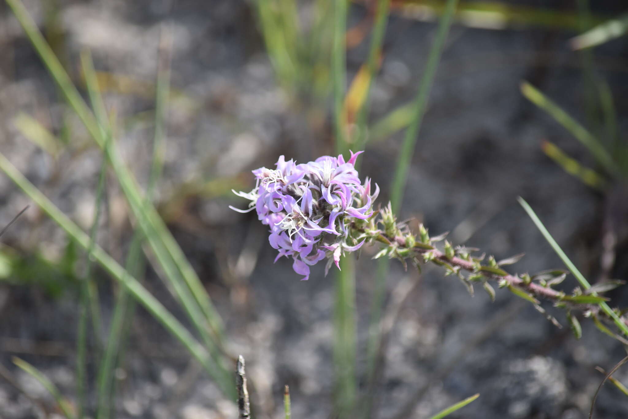 Image de Liatris carizzana (Gaiser) G. L. Nesom