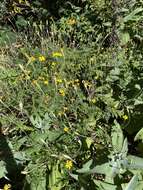 Image of Tagetes lacera Brandeg.