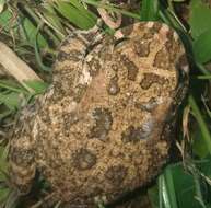 Image of Common African toad