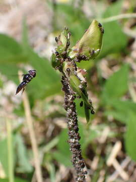 Image of Syrphid fly