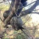 Image of Hakea constablei L. A. S. Johnson