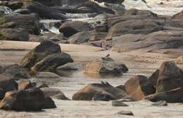 Image of Rock Pratincole