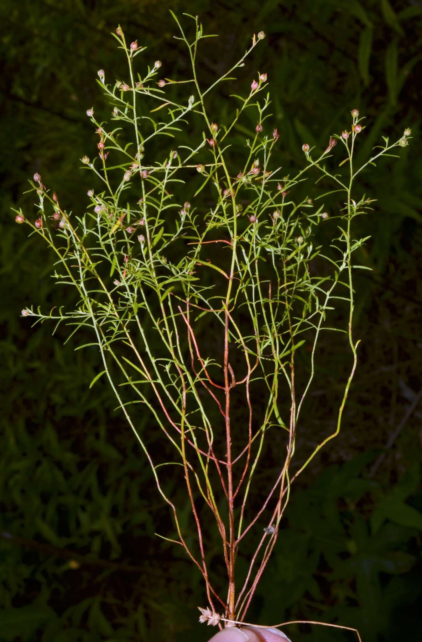 Image of narrowleaf pinweed