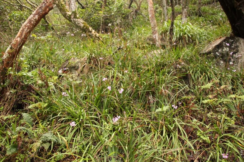 Imagem de Tulbaghia maritima Vosa