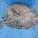 Image of Roughbar frogfish