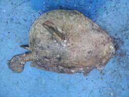 Image of Roughbar frogfish