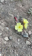 Imagem de Oenothera xylocarpa Coville