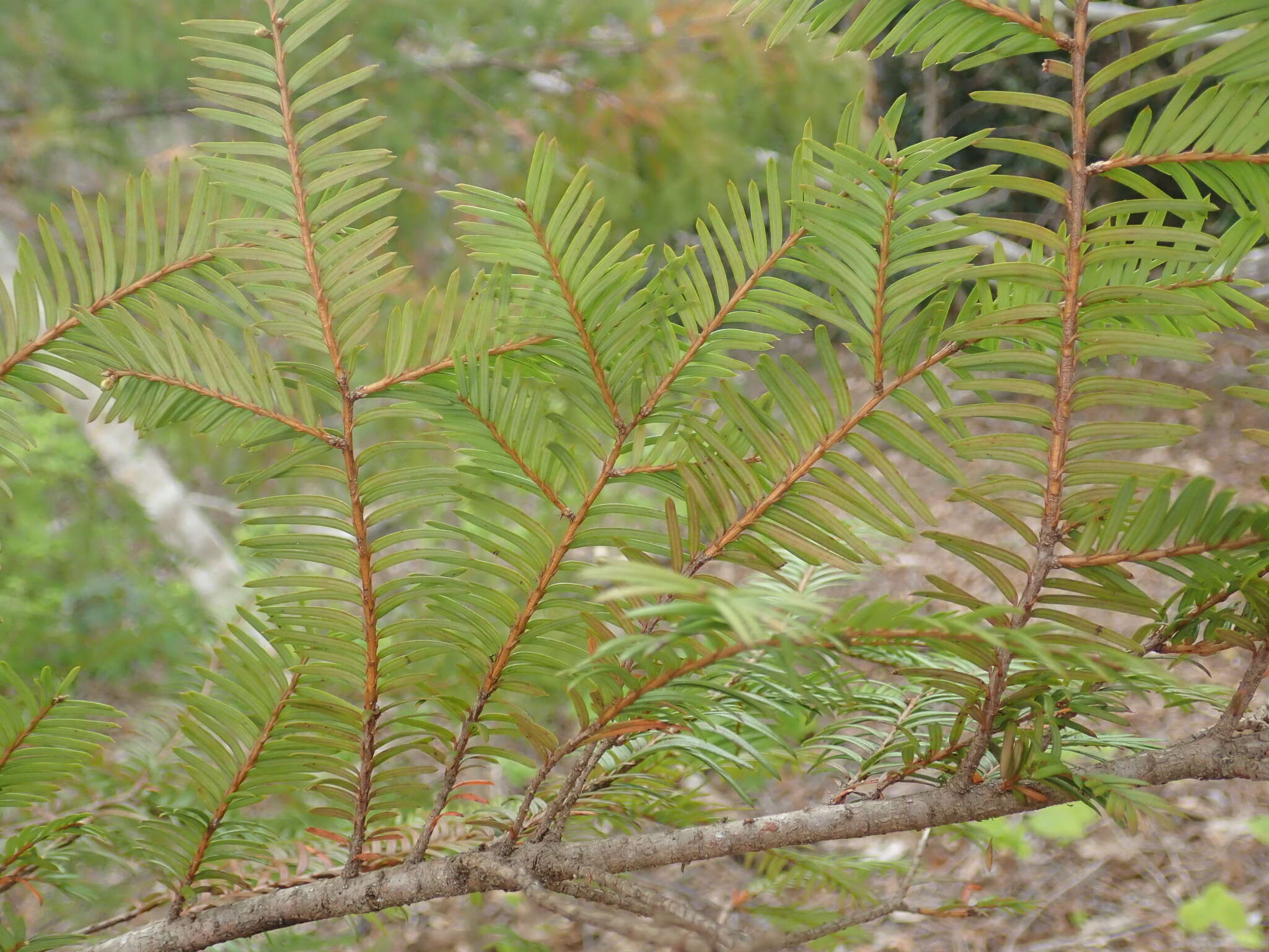 Image of Florida Yew