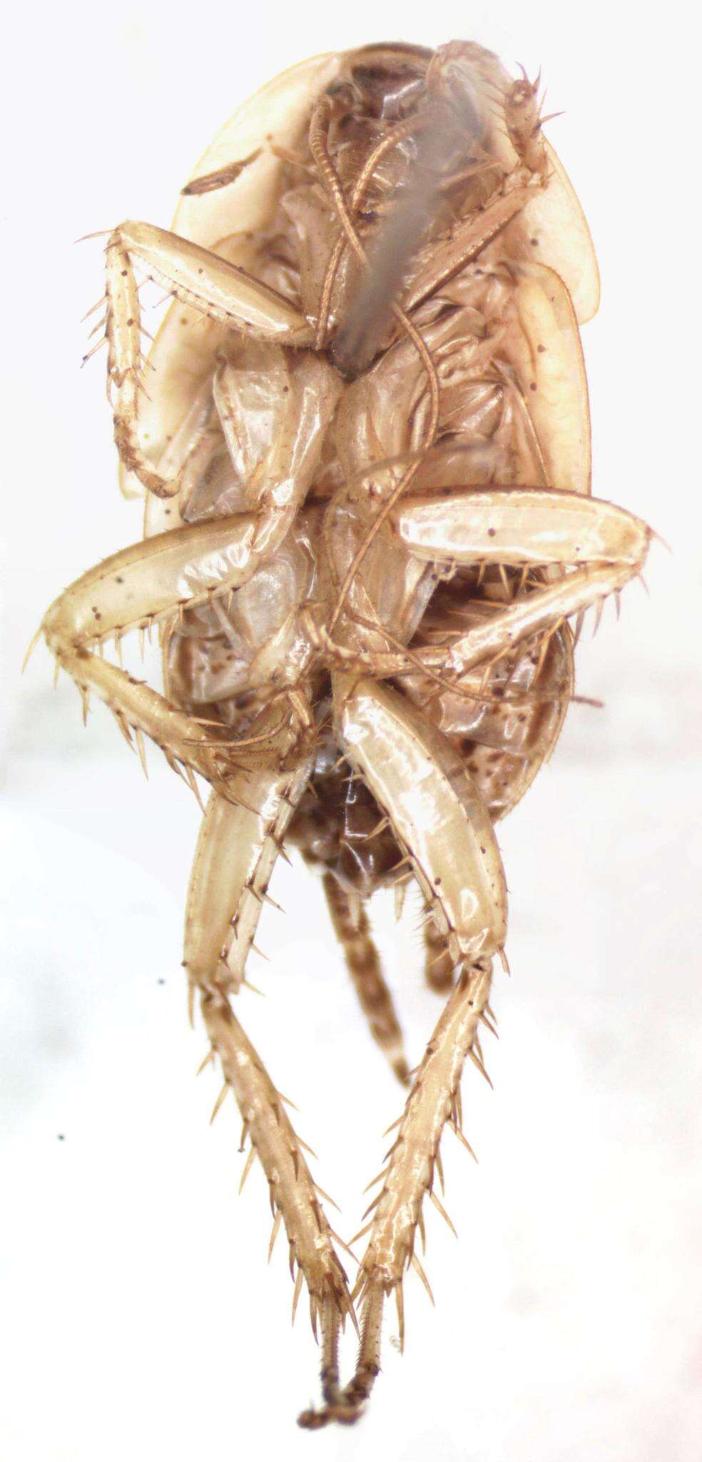 Image of Imblattella chagrensis (Hebard 1920)