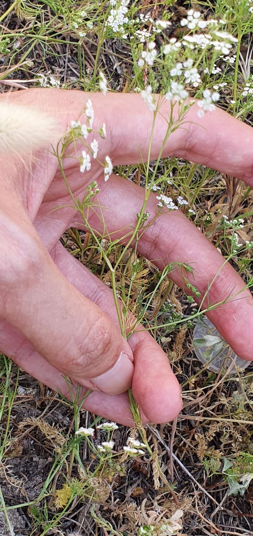 Image of Cerfolium