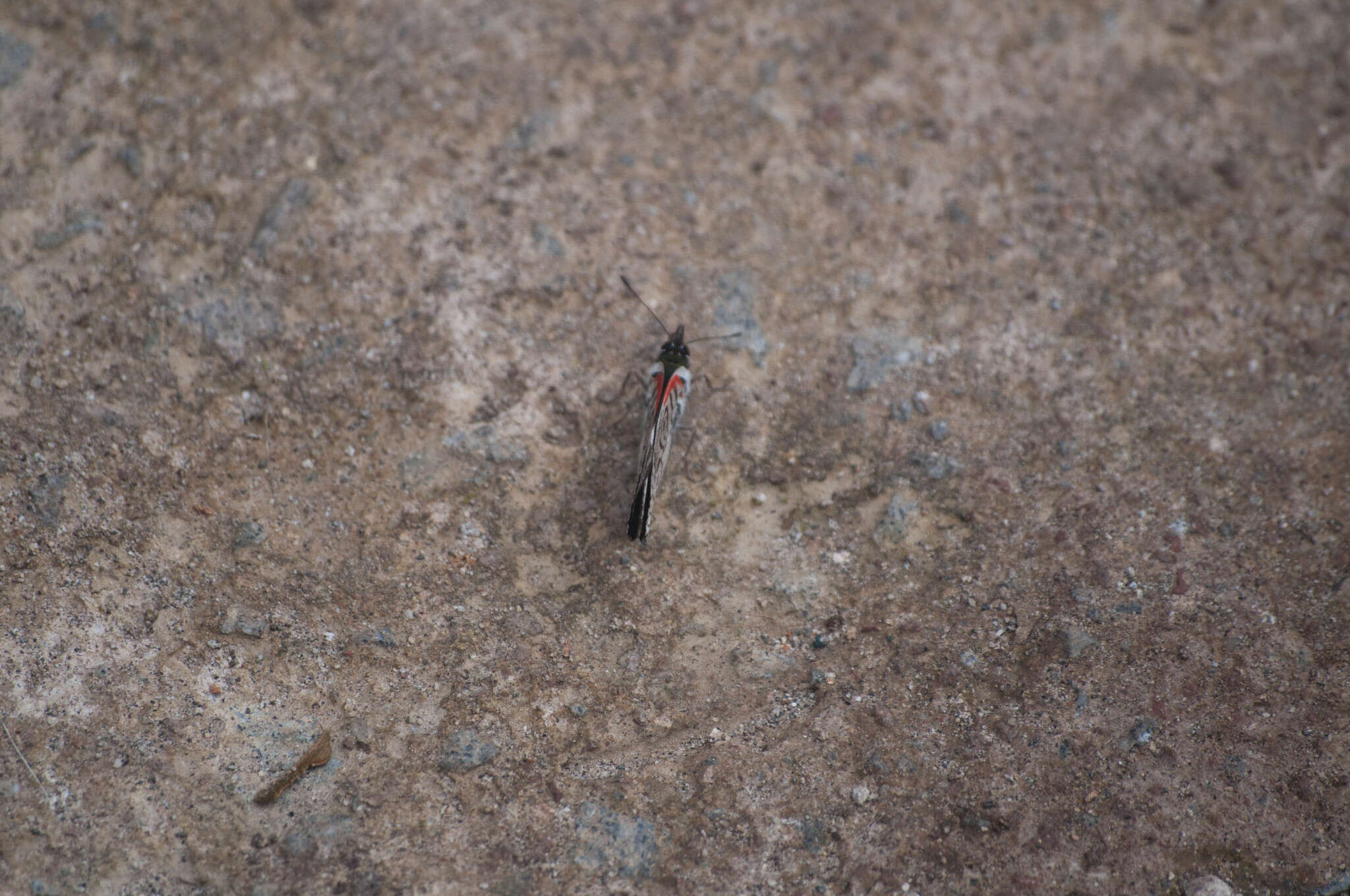 صورة Diaethria neglecta Salvin 1869