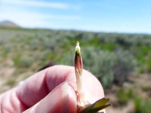 Image of pale Indian paintbrush