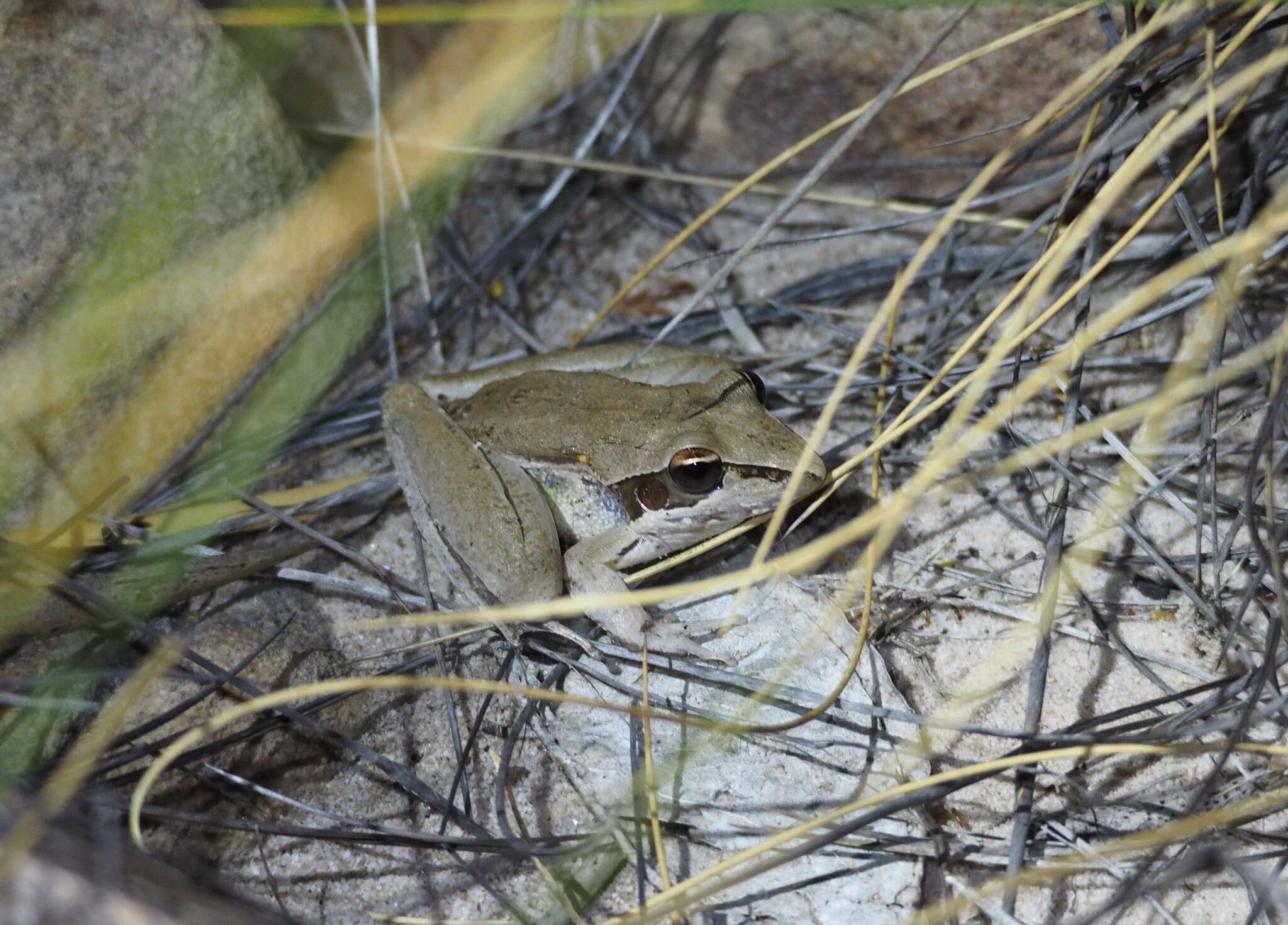 Litoria tornieri (Nieden 1923)的圖片