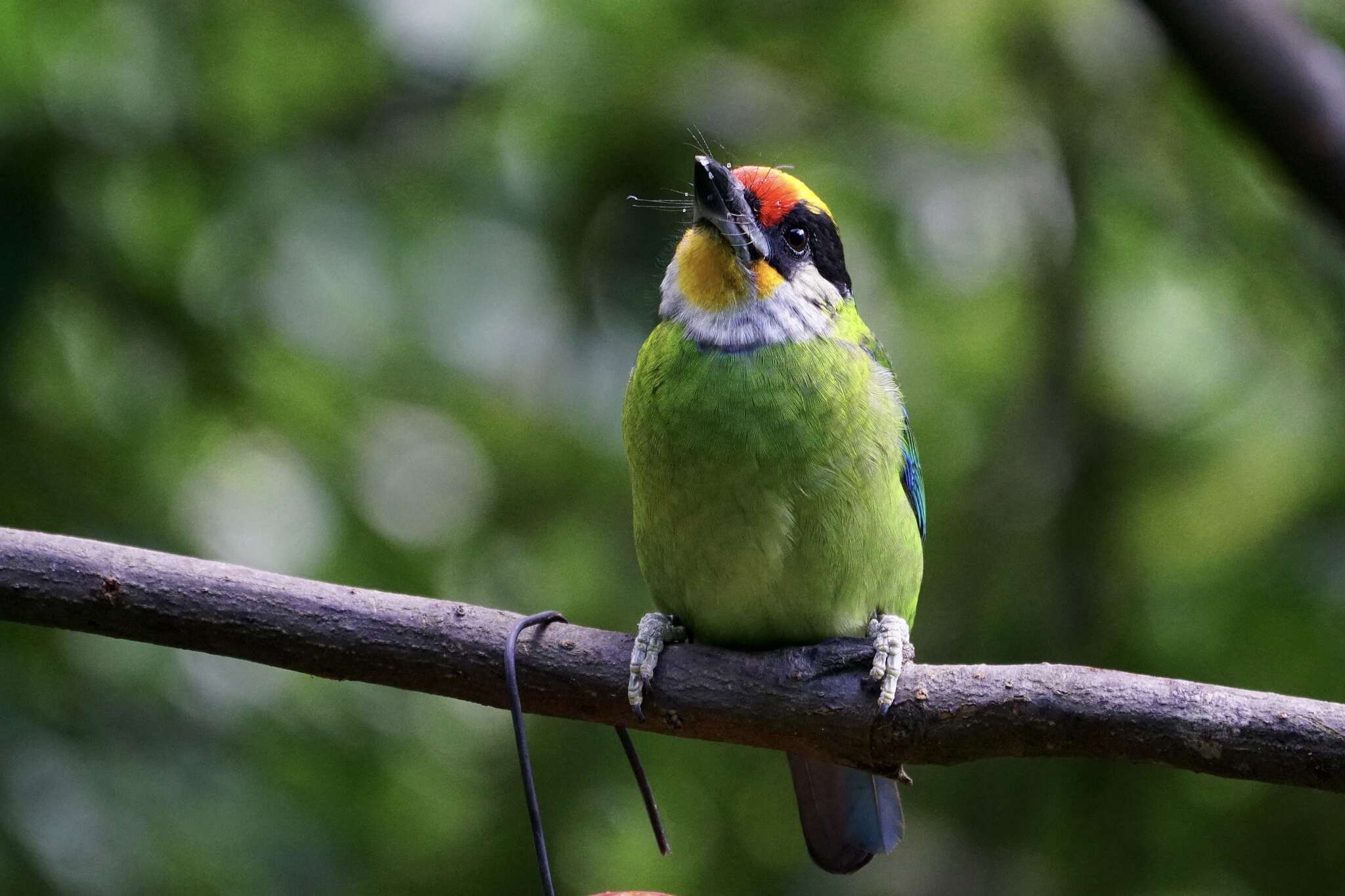 Image of Golden-throated Barbet