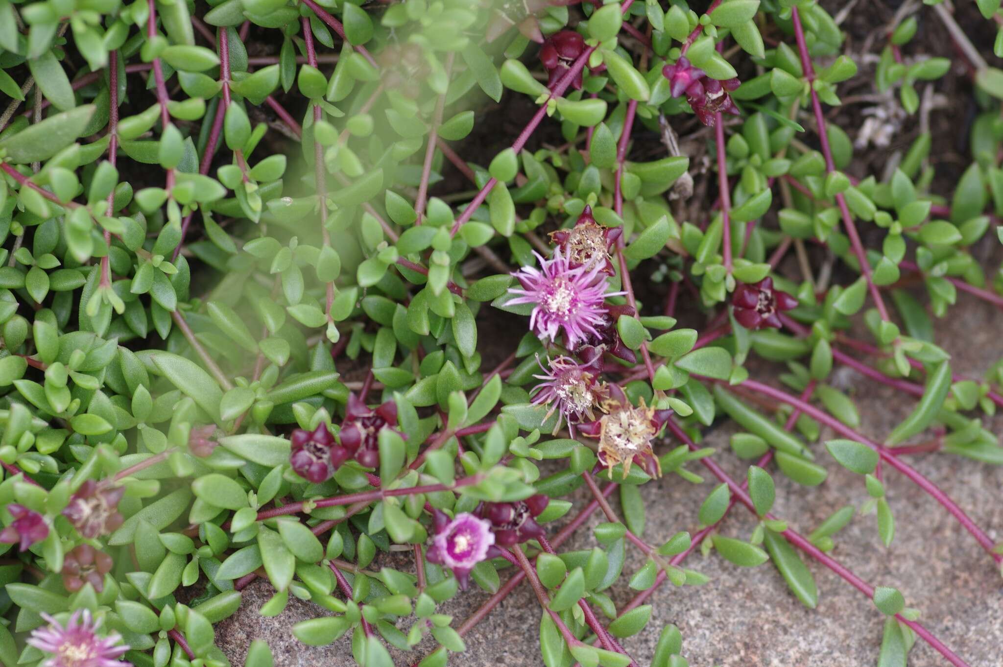 Image of Delosperma grantiae L. Bol.